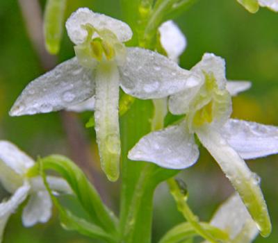 Orchis à deux feuilles_Vercors