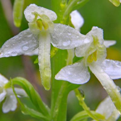 Orchis à deux feuilles_Vercors