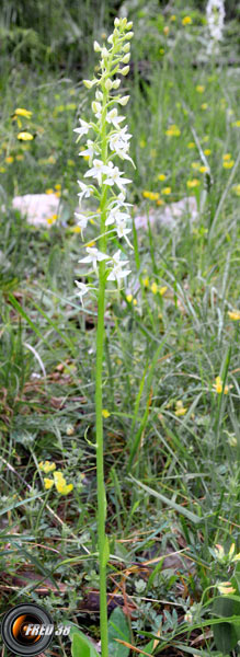 Orchis à deux feuilles2_Vercors