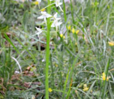 Orchis à deux feuilles2_Vercors