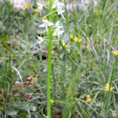 Orchis à deux feuilles2_Vercors
