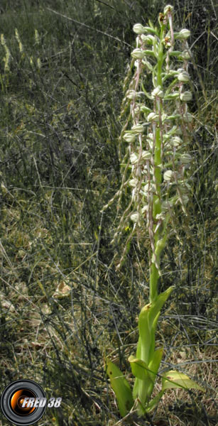 Orchis bouc_Dauphiné