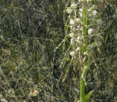 Orchis bouc_Dauphiné