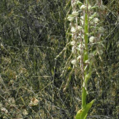 Orchis bouc_Dauphiné