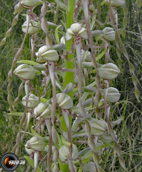 Orchis bouc2_Dauphiné