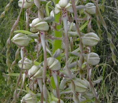 Orchis bouc2_Dauphiné