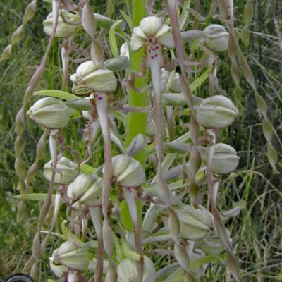 Orchis bouc2_Dauphiné