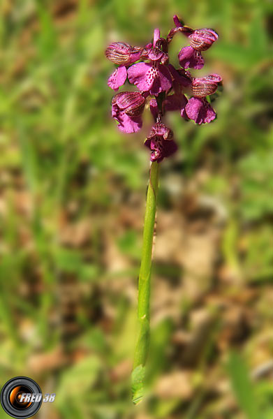 Orchis bouffon1_Bugey