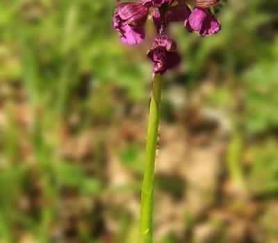 Orchis bouffon1_Bugey