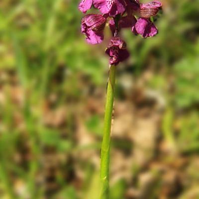 Orchis bouffon1_Bugey