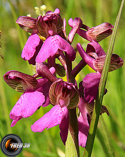 Orchis bouffon2_Bugey