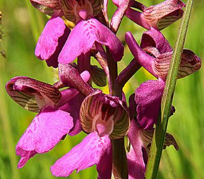 Orchis bouffon2_Bugey