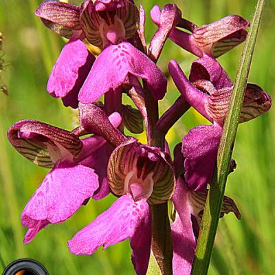 Orchis bouffon2_Bugey