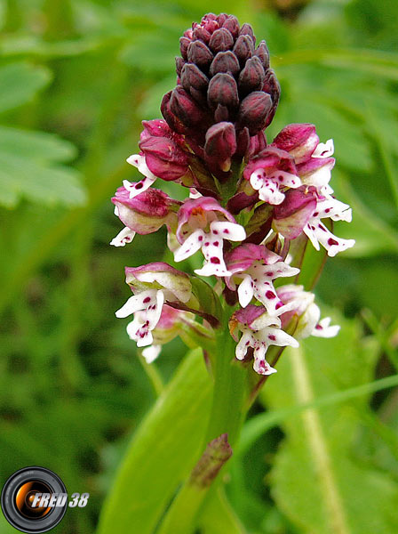 Orchis brulé_Bauges