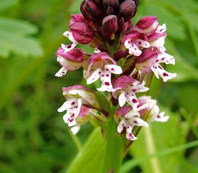 Orchis brulé_Bauges