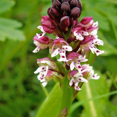 Orchis brulé_Bauges