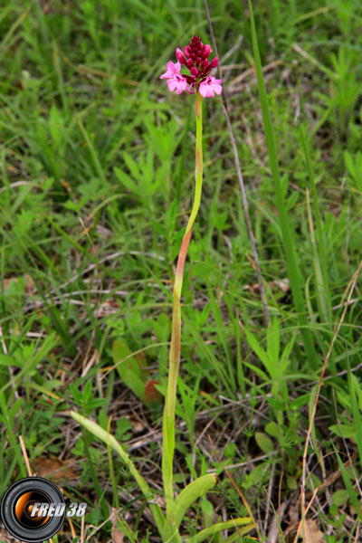 Orchis globulaire1_Ain