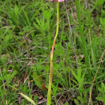 Orchis globulaire1_Ain