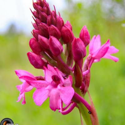 Orchis globulaire2_Ain