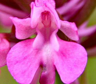 Orchis globulaire3_Ain