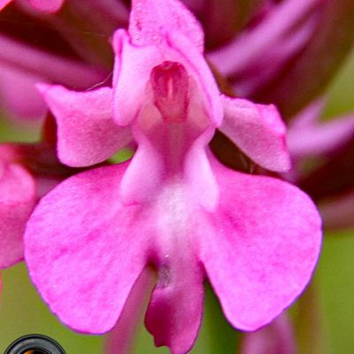 Orchis globulaire3_Ain