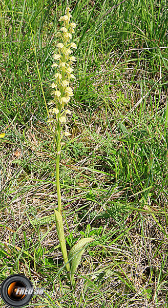 Orchis homme pendu1_Dauphiné