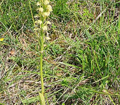 Orchis homme pendu1_Dauphiné