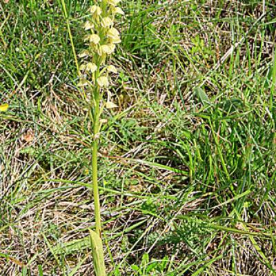 Orchis homme pendu1_Dauphiné