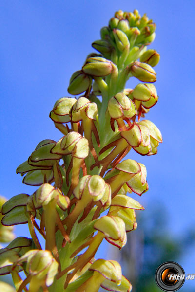 Orchis homme pendu2_Dauphiné