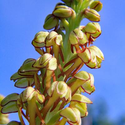 Orchis homme pendu2_Dauphiné
