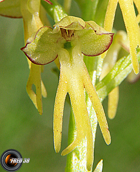 Orchis homme pendu3_Dauphiné