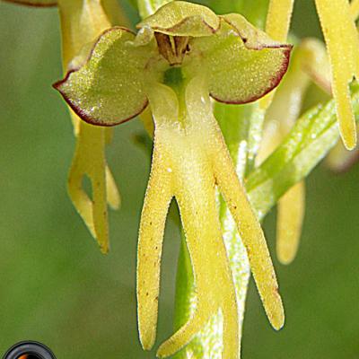 Orchis homme pendu3_Dauphiné