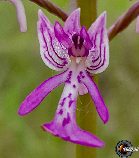 Orchis militaire_Dauphiné