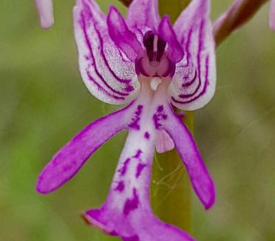 Orchis militaire_Dauphiné