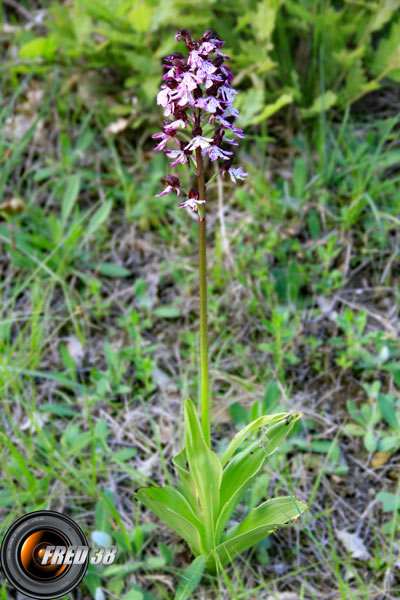 Orchis militaire1_Vercors