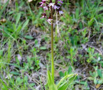 Orchis militaire1_Vercors