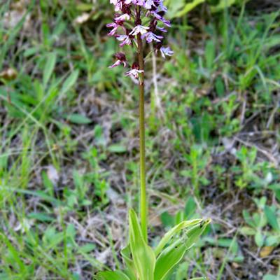 Orchis militaire1_Vercors