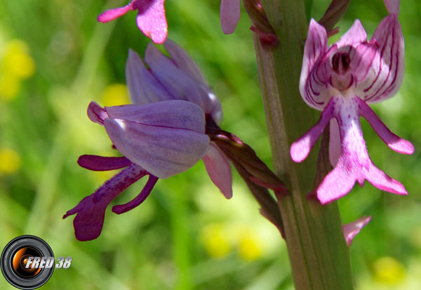 Orchis militaire2_Vercors