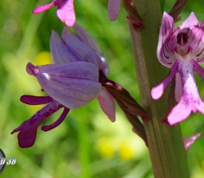 Orchis militaire2_Vercors