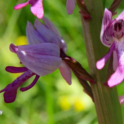 Orchis militaire2_Vercors