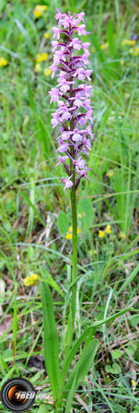 Orchis moustique_Vercors