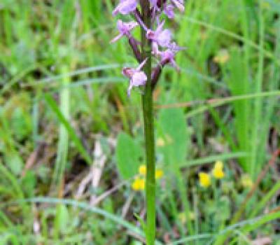 Orchis moustique_Vercors