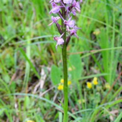 Orchis moustique_Vercors