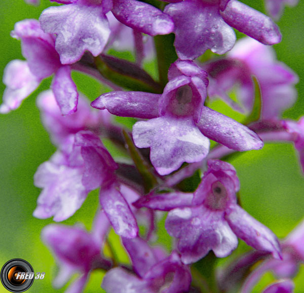 Orchis moustique2_Vercors