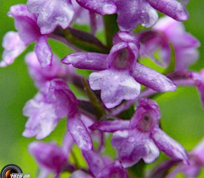 Orchis moustique2_Vercors