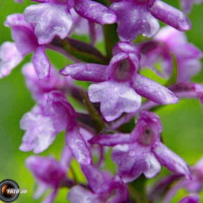 Orchis moustique2_Vercors
