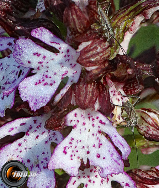 Orchis pourpre_Vercors