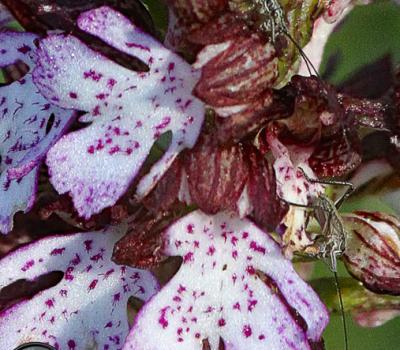 Orchis pourpre_Vercors