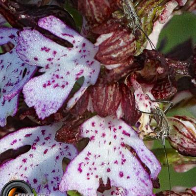 Orchis pourpre_Vercors