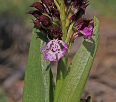 Orchis pourpre2_Baronnies